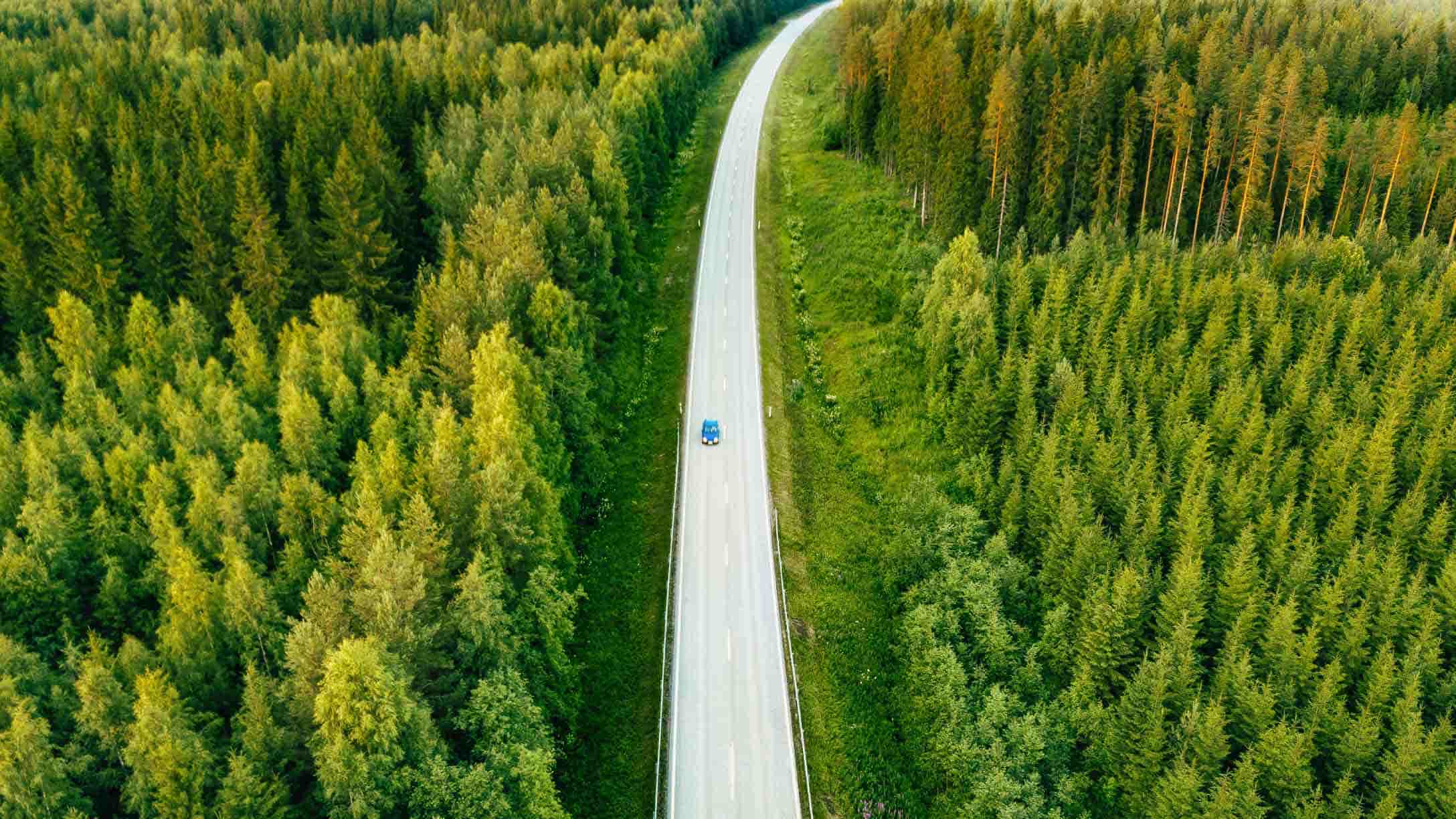 Vehículo cruzando una carretera en un bosque