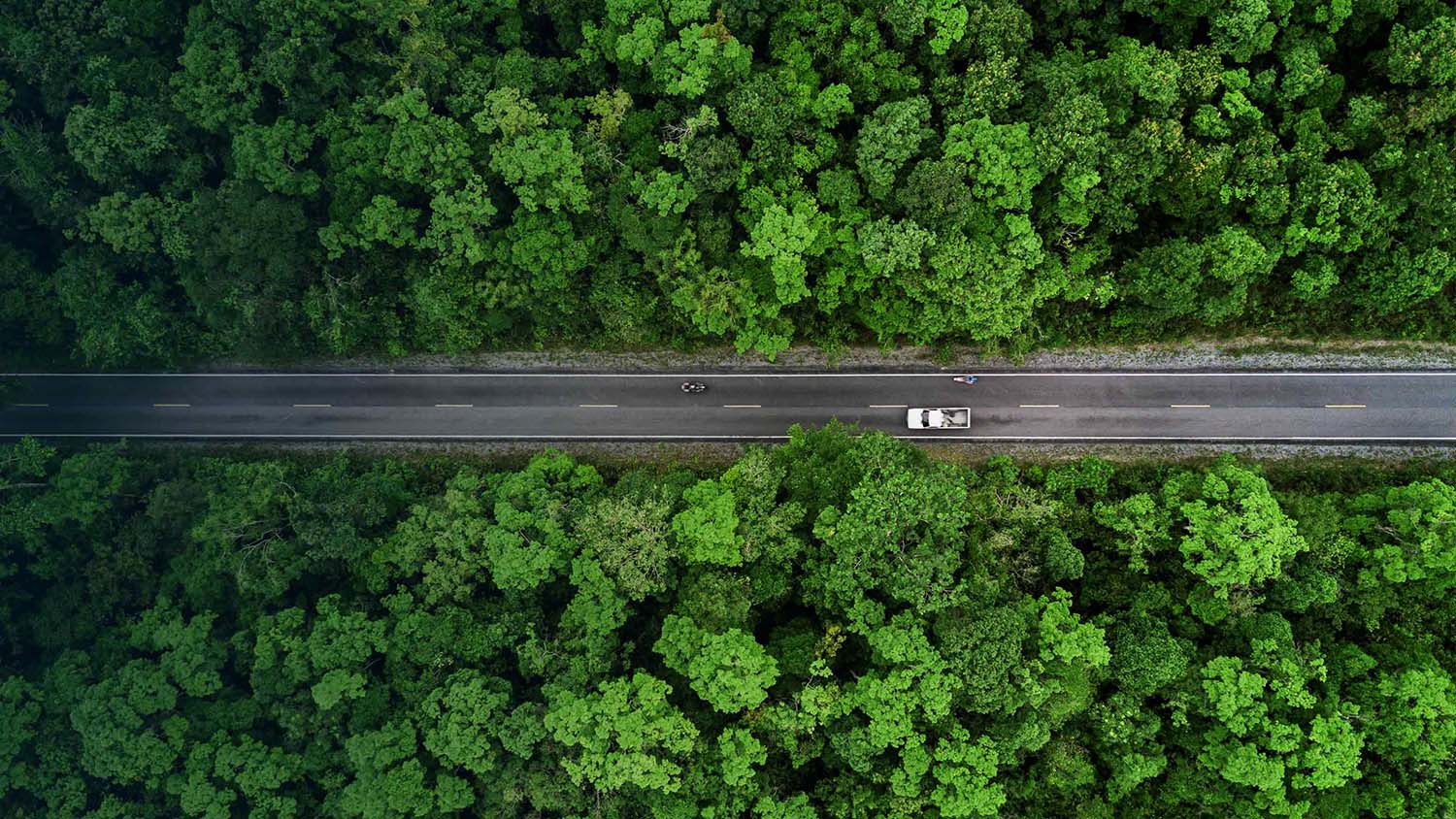 Auto fährt durch einen Wald