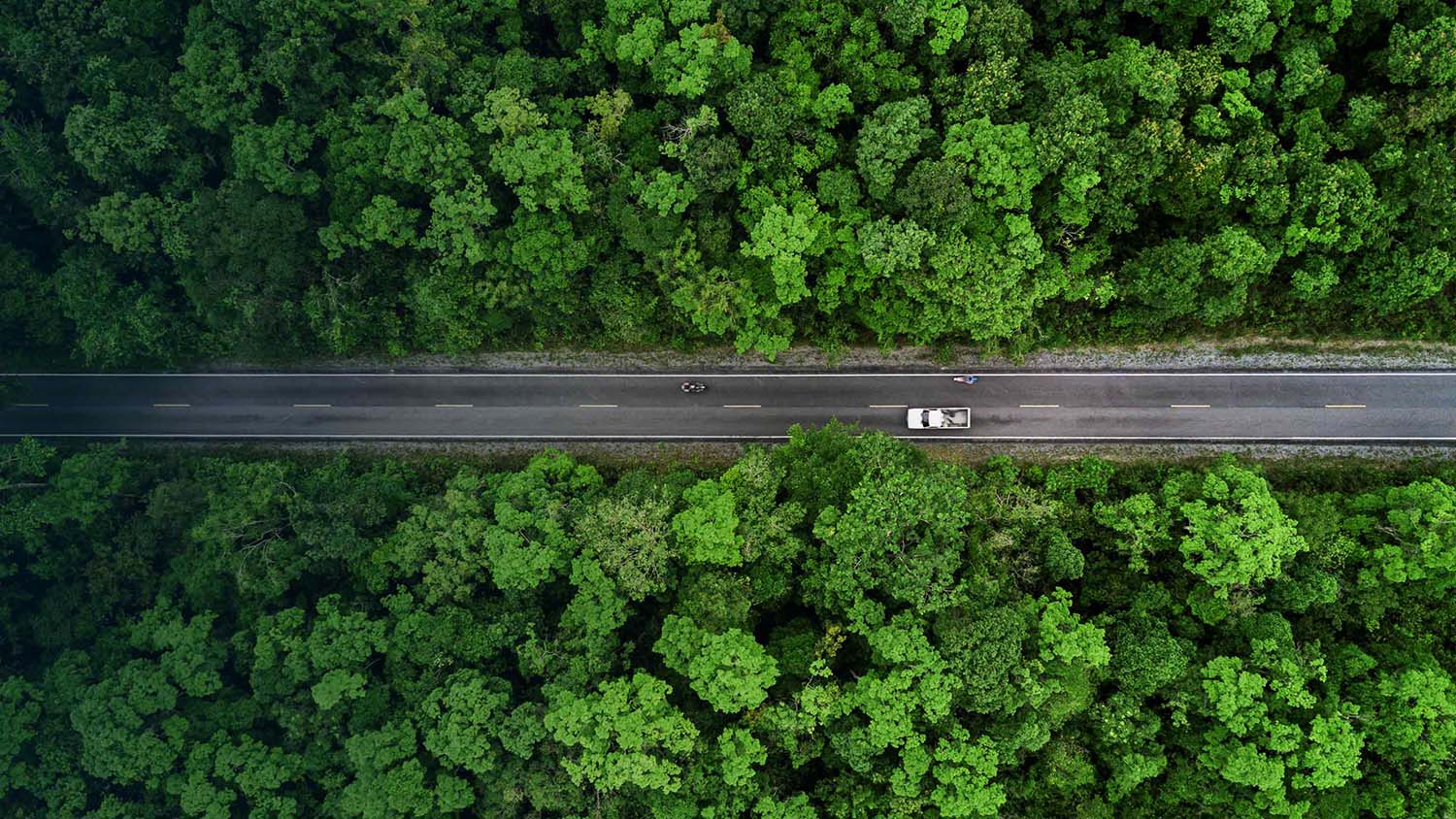 Car driving through a forest
