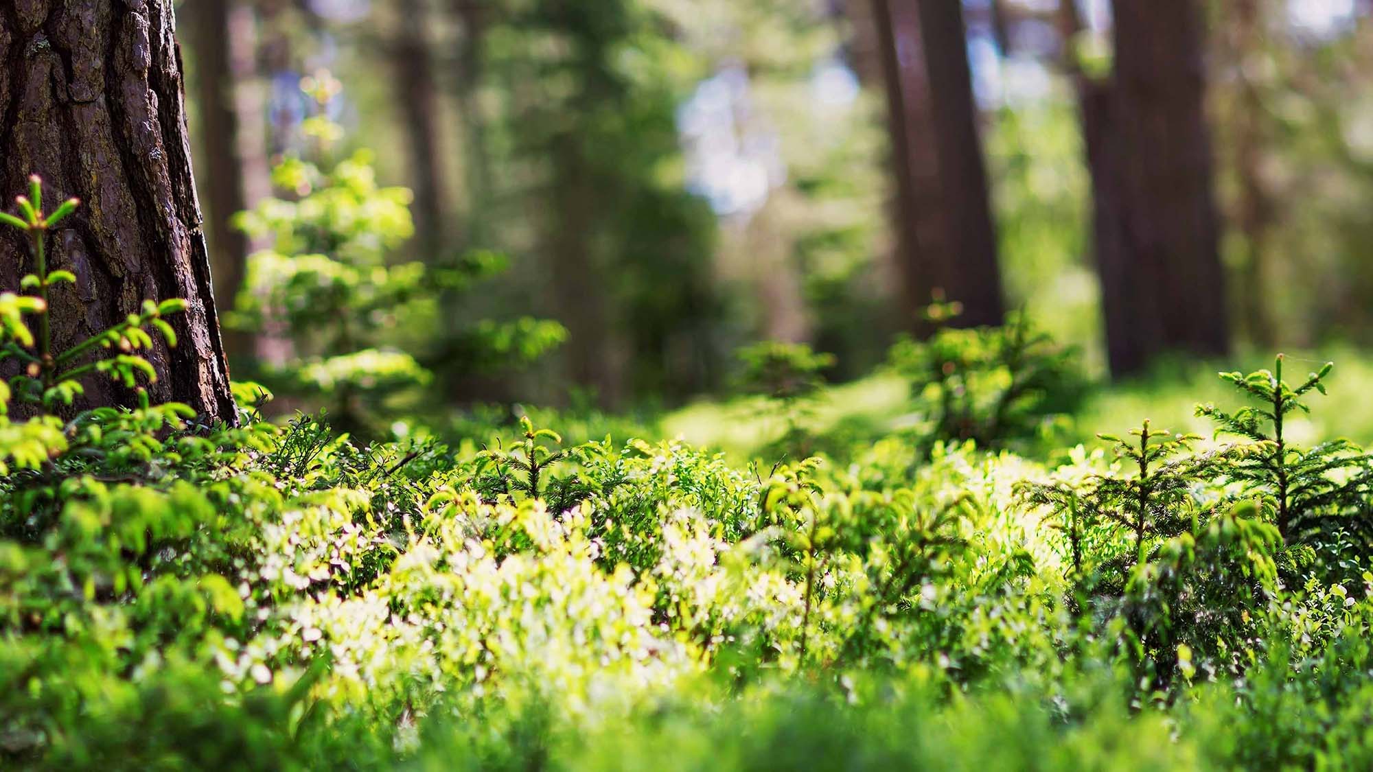 Closeup of greenery in front of forest