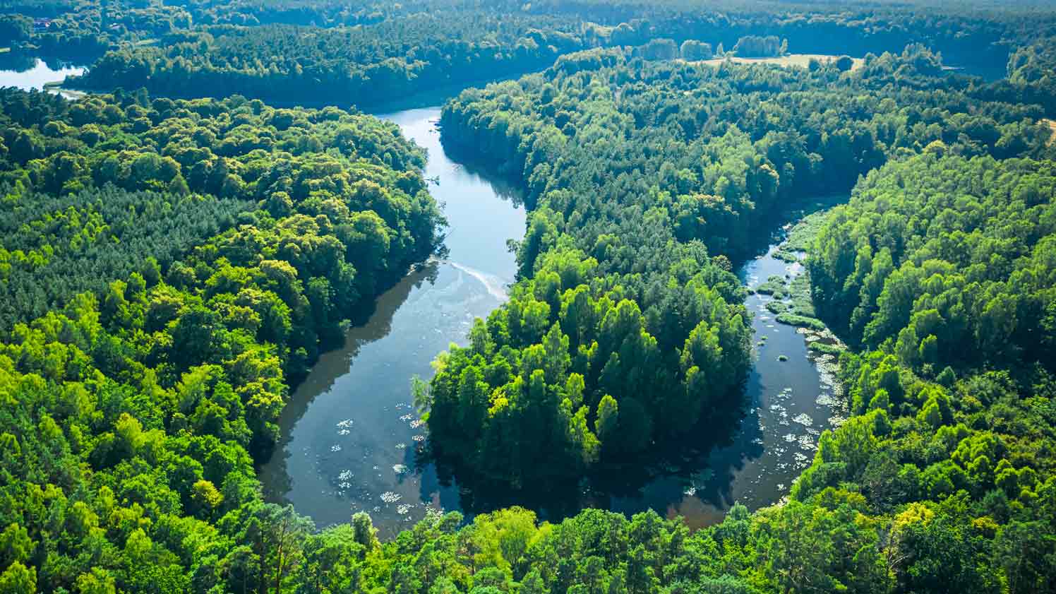 Birds eye view of lake and forest