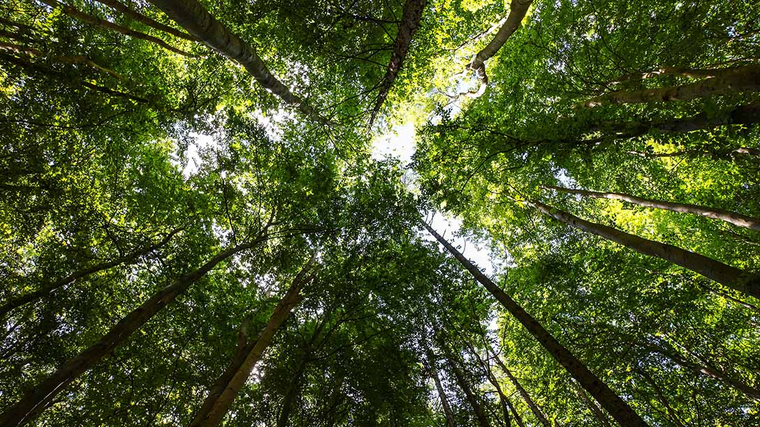 Green trees in a forest