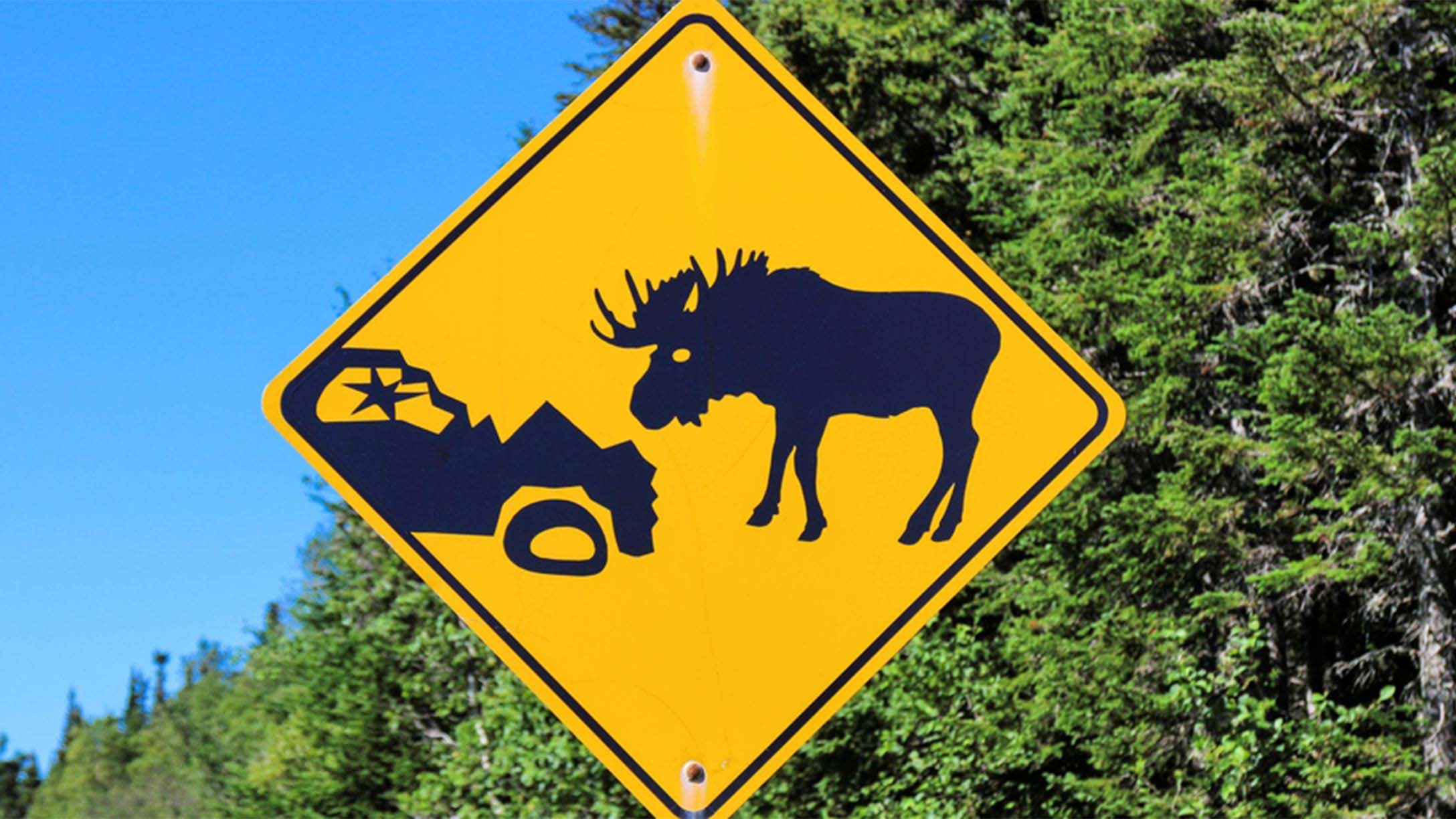 Yellow Moose Car Crash Risk Sign on road