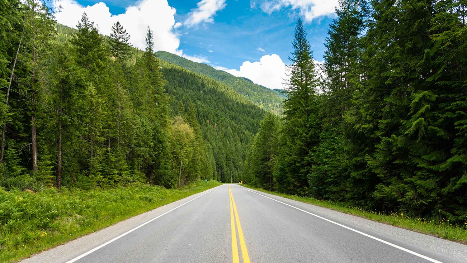 Picture of a road surrounded by forest