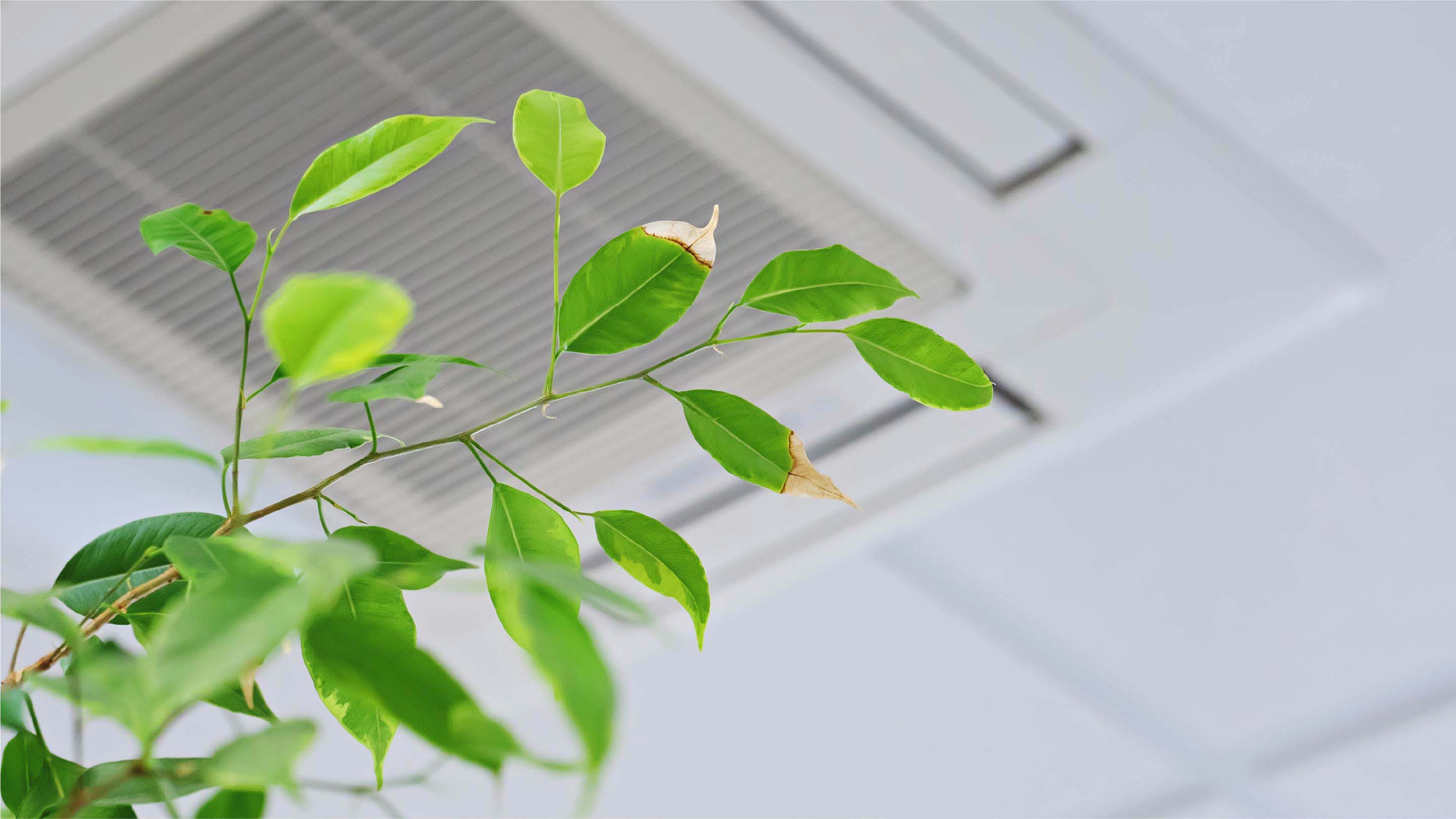 Office with green plant in it