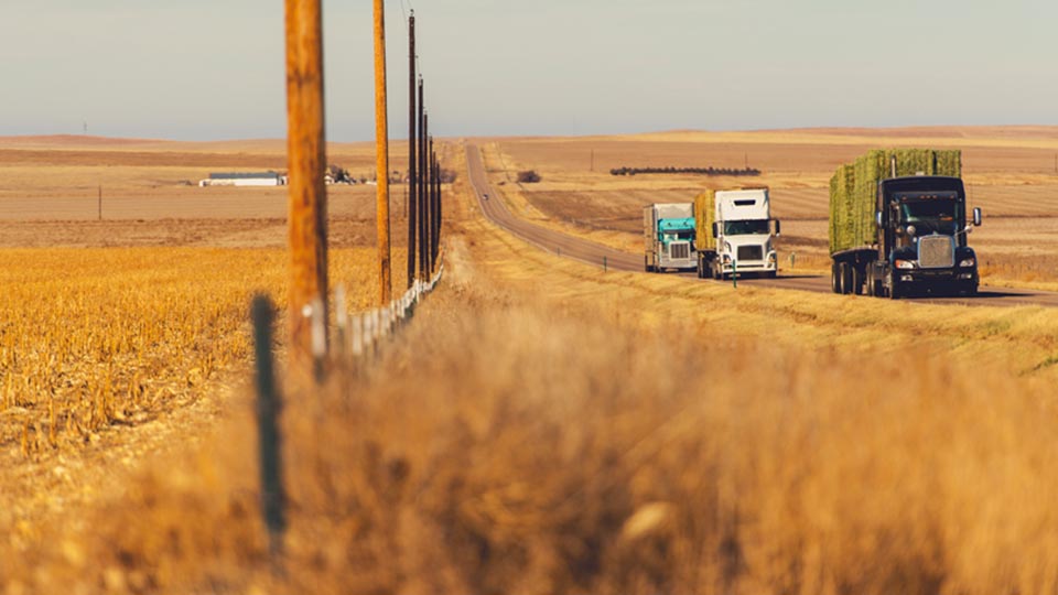 Three trucks on road