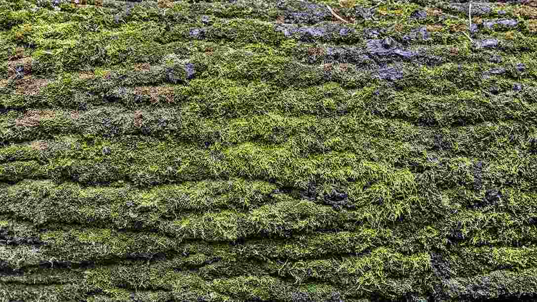 Green mossy background