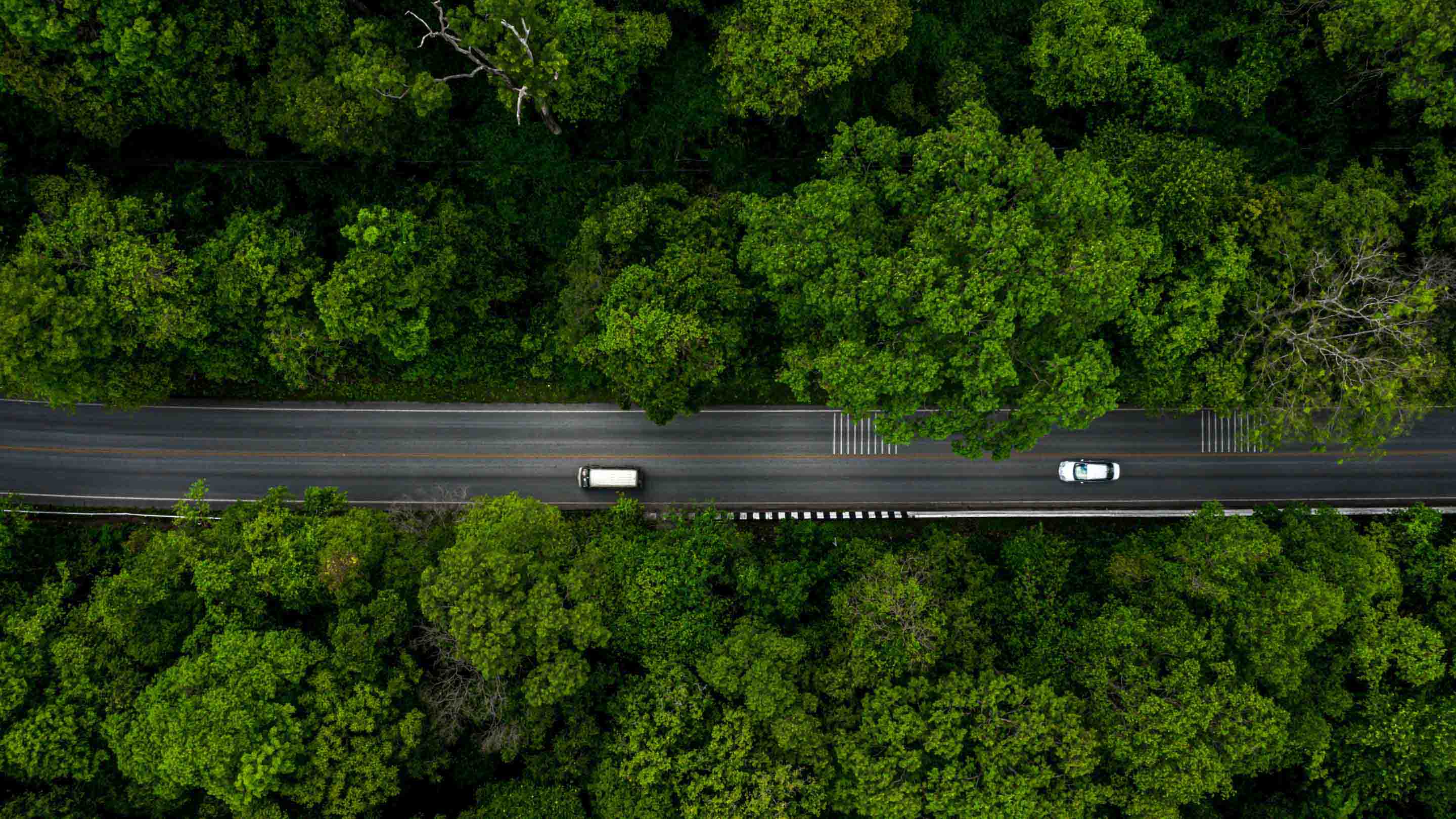 Road through a forest