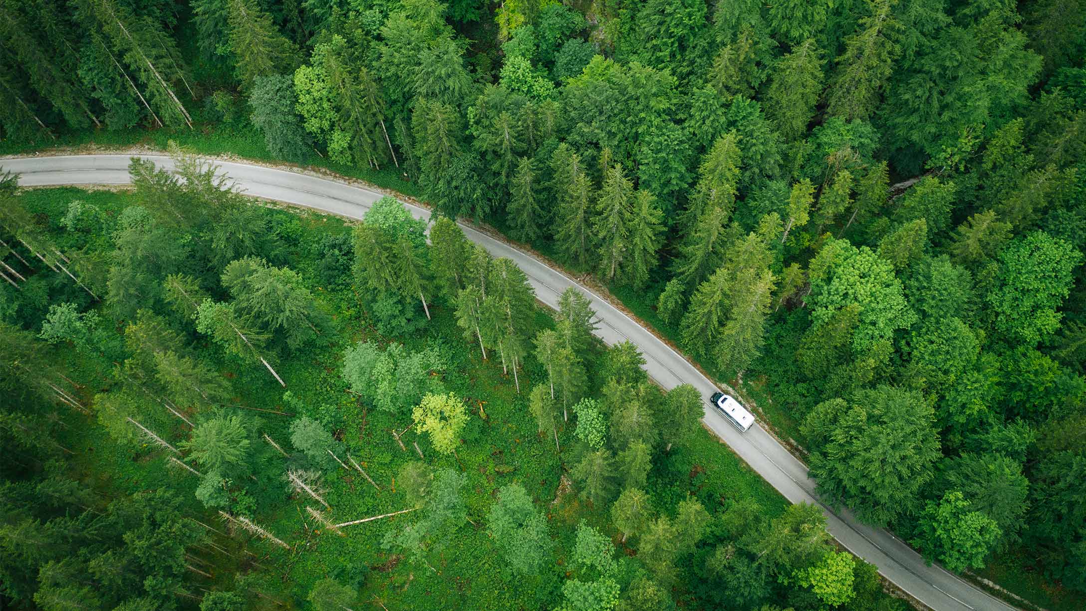 Car driving on a street in a forest area.