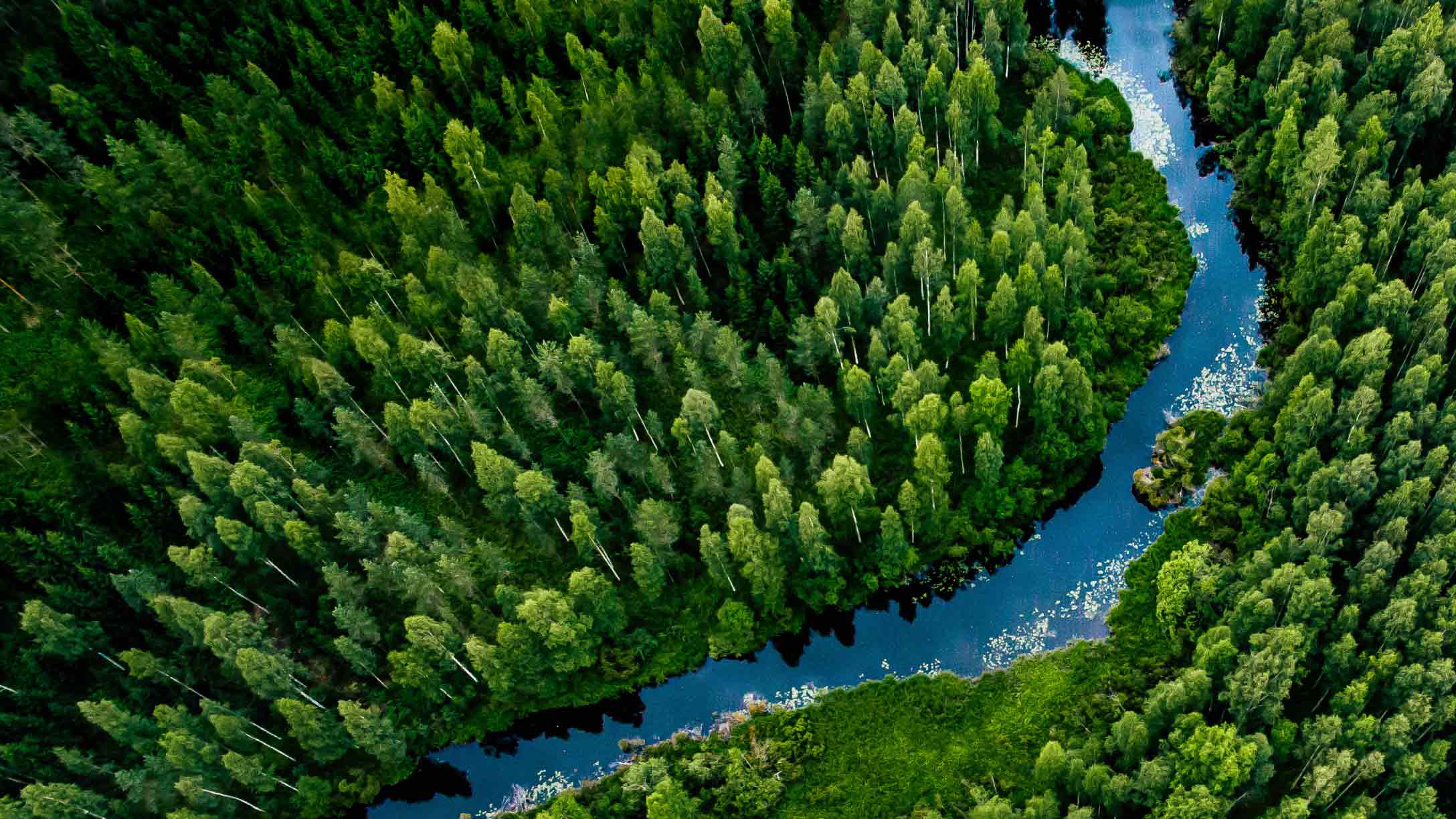 Vogelperspektive von einem Wald mit einem Fluss. 