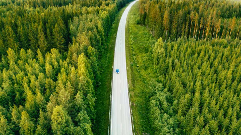 Vehículo cruzando una carretera en un bosque