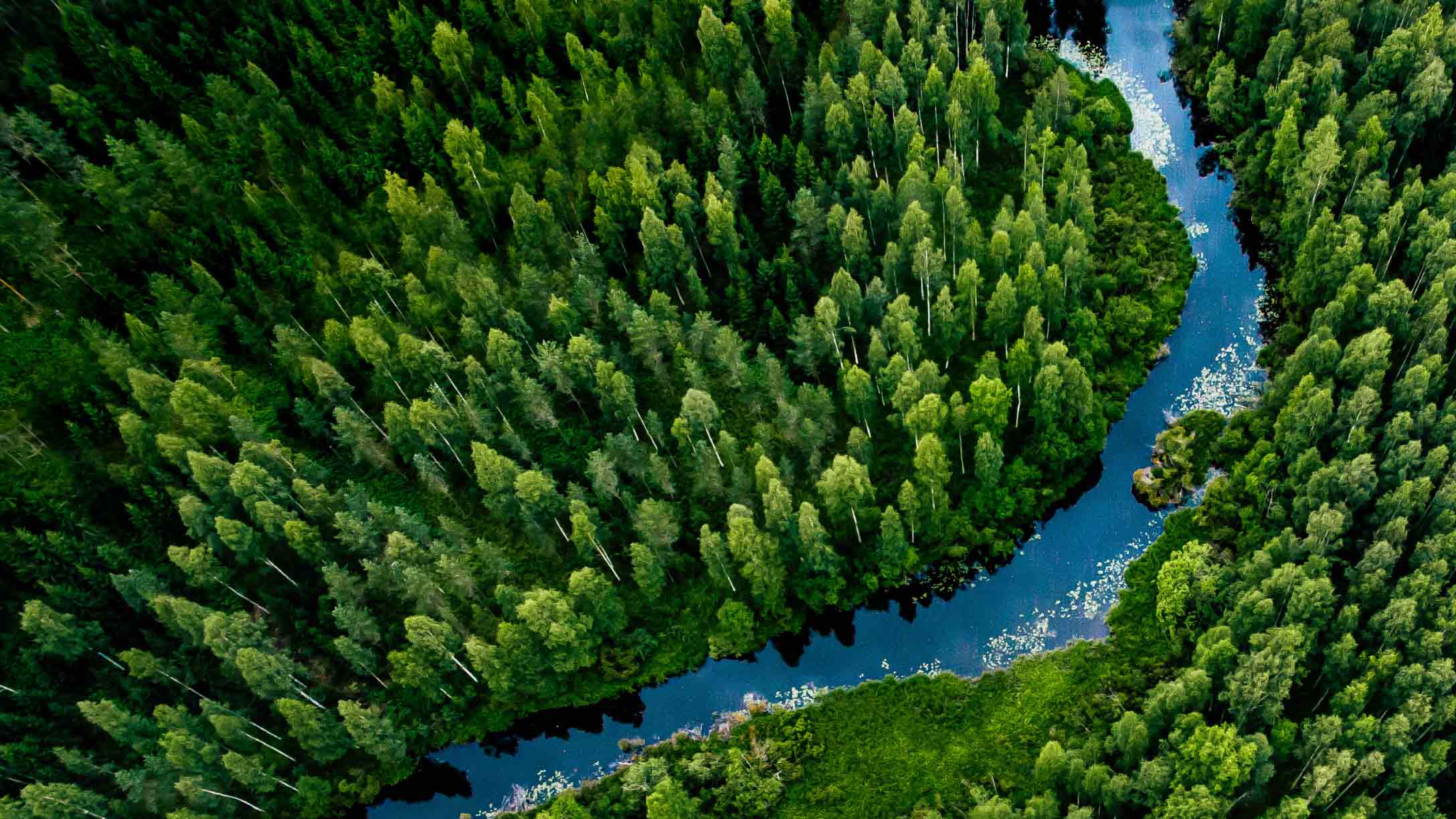 Foto de un río entre árboles verdes