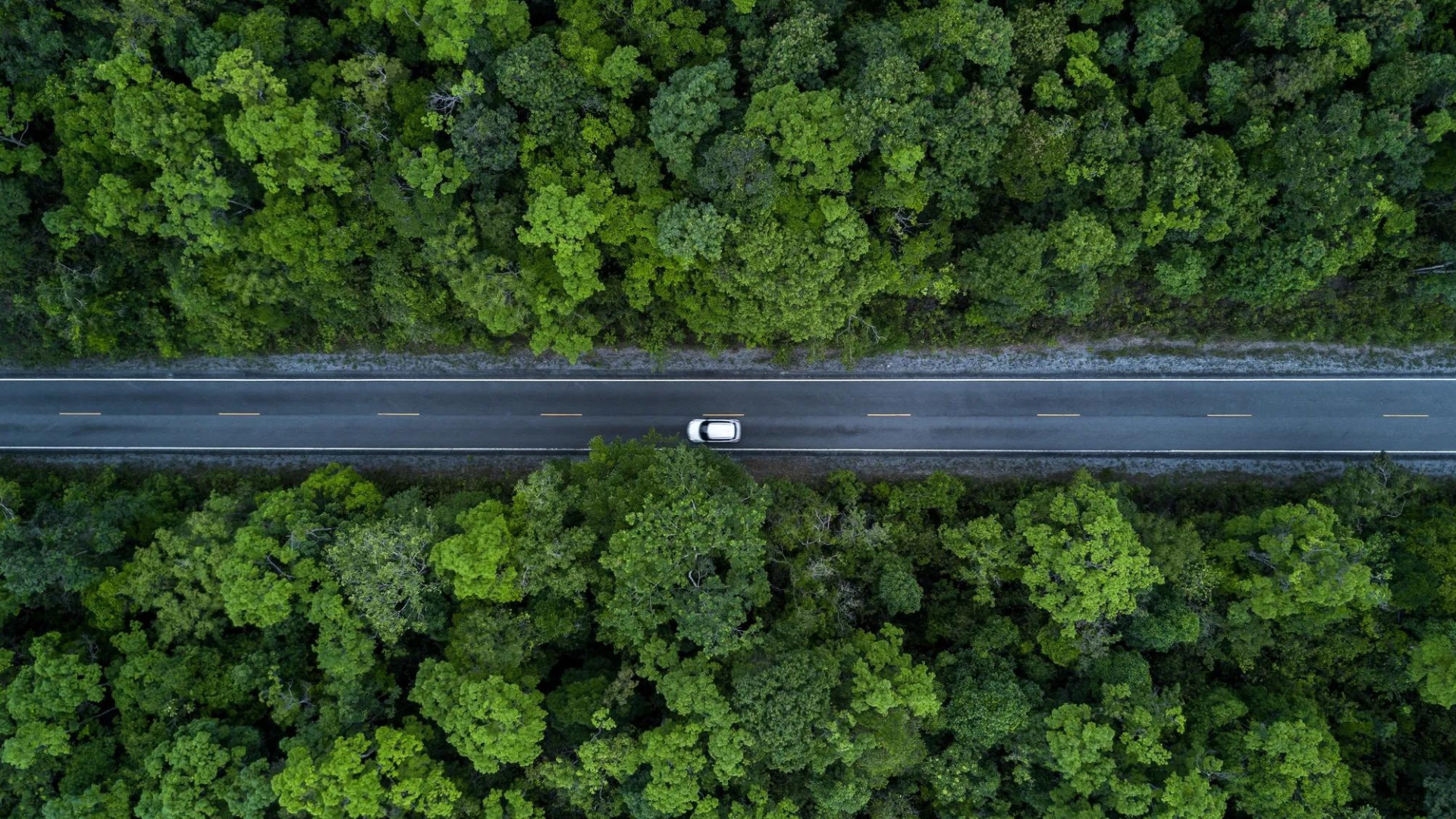 Vista aérea de un automóvil blanco conduciendo en una carretera asfaltada que divide un bosque denso y verde