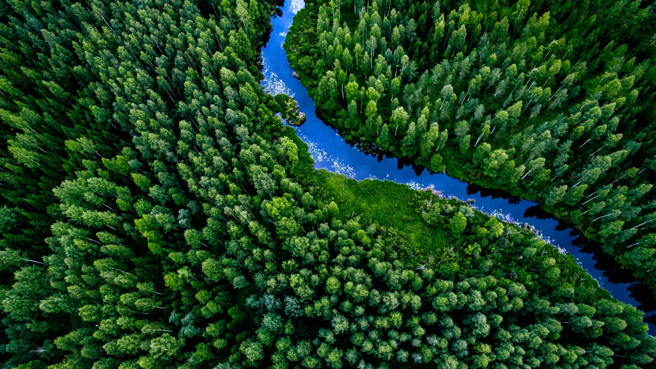 Foto aérea de un bosque con un río azul.