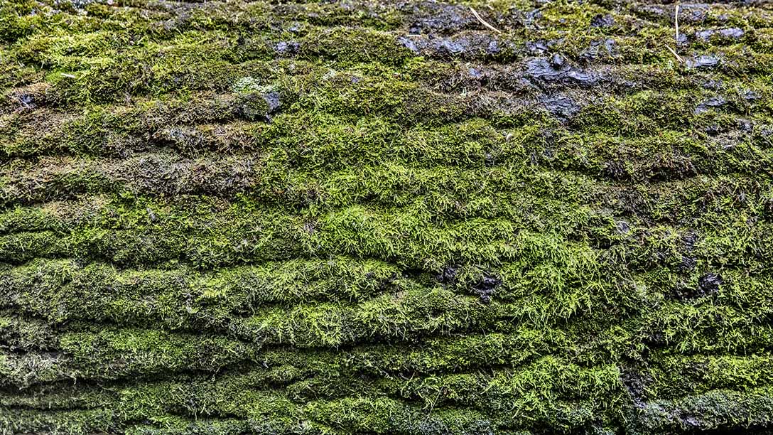 mousse verte et marron d'arbre 