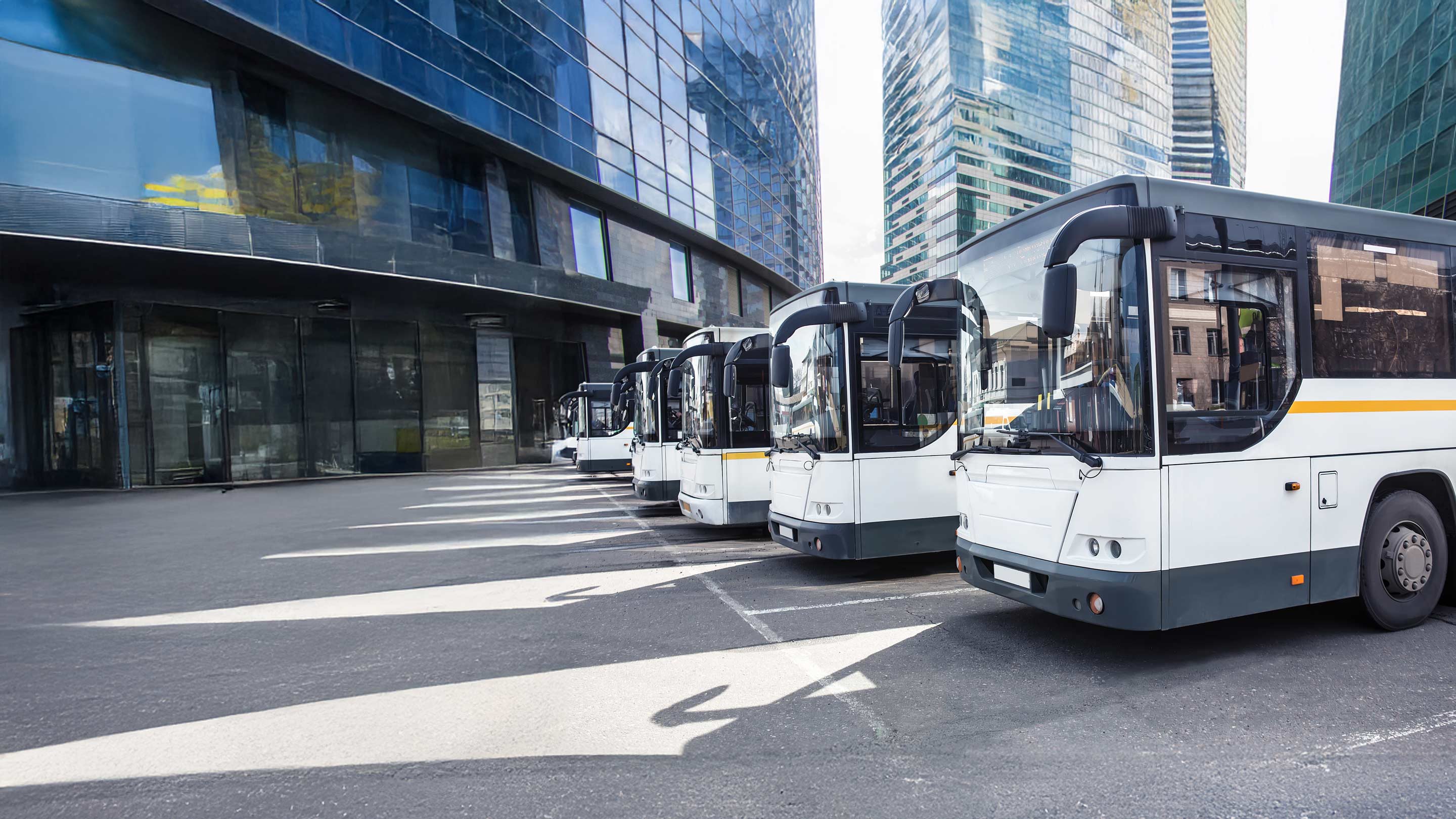 image of white busses with yellow stripe line