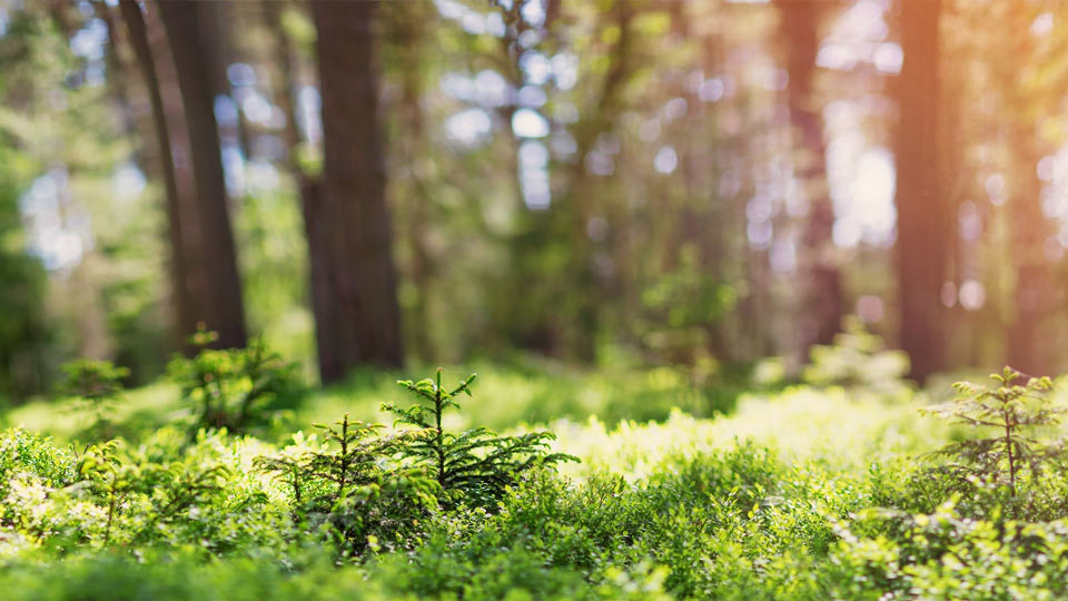 Forêt avec soleil en arrière-plan