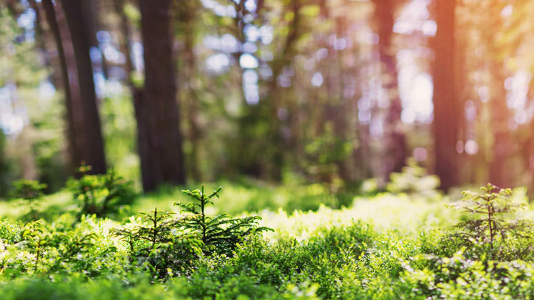 Forêt avec soleil en arrière-plan