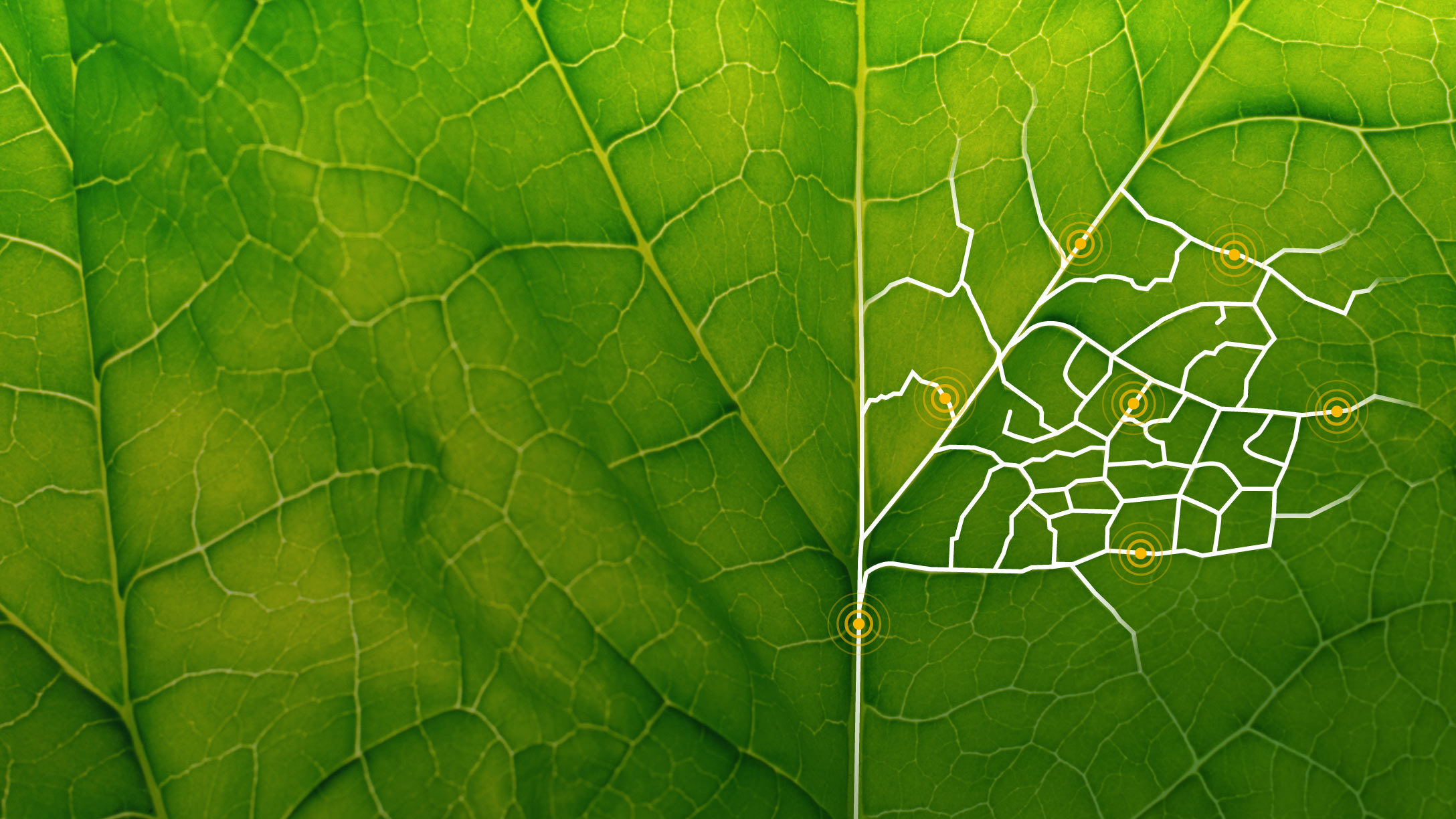 Close up of a green leaf 