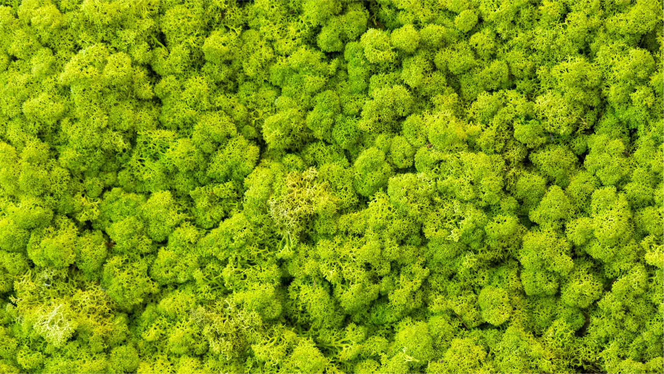 Aerial view of green trees