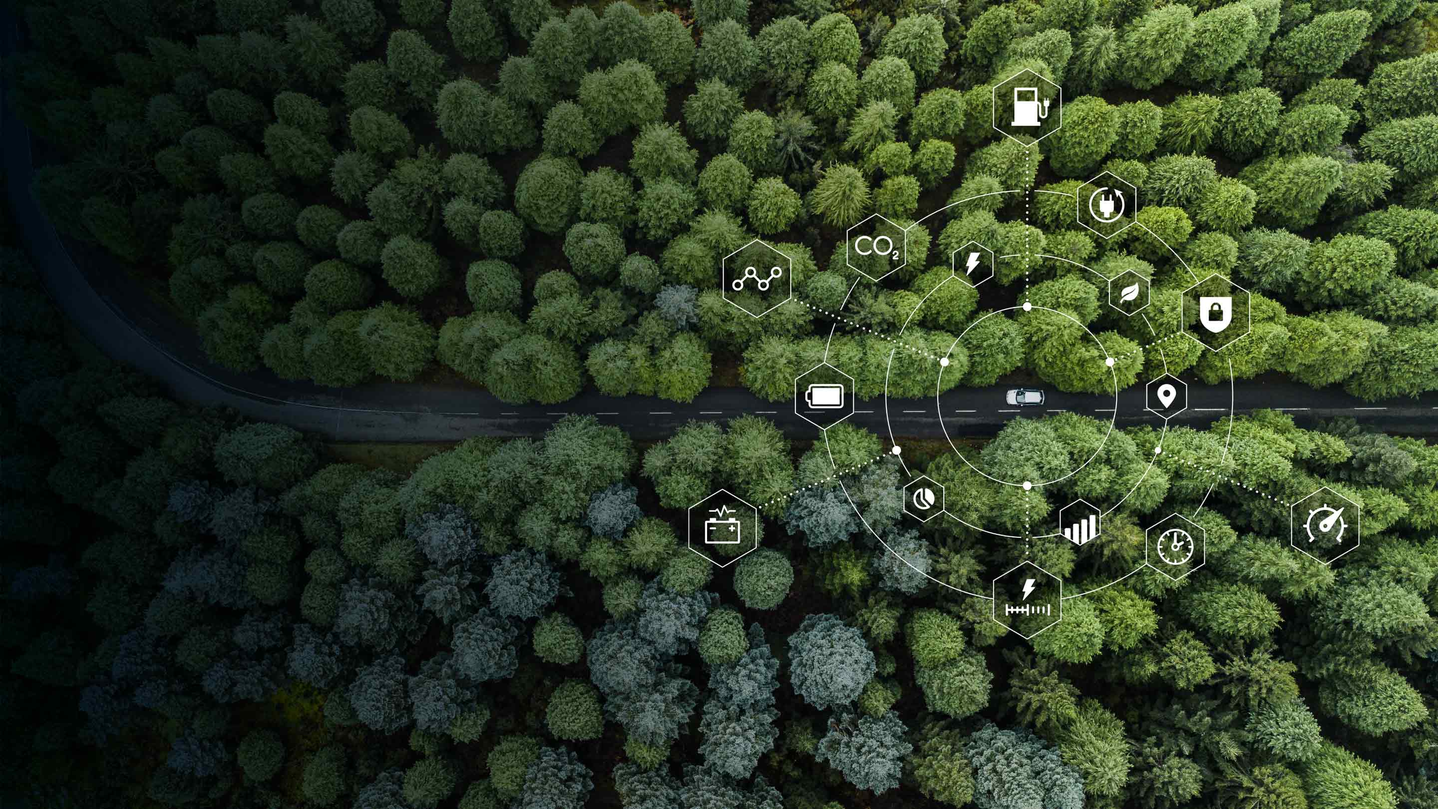 Foresta fotografata dall'alto con alberi verdi