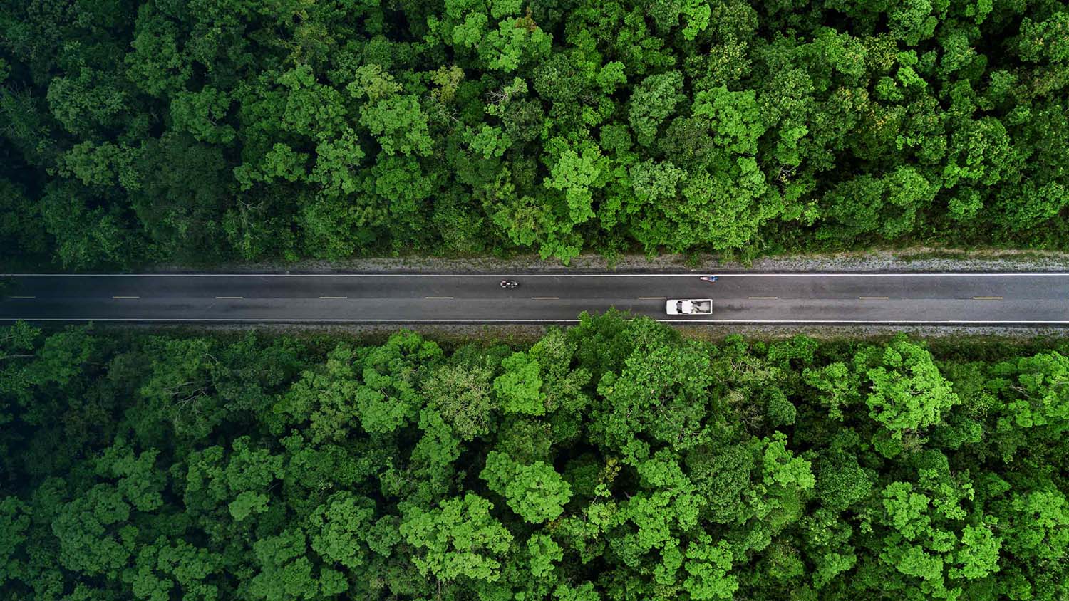 Coche conduciendo por un bosque